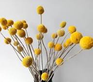 Yellow Billy Buttons Flower Seeds for Planting – Heirloom, Non-GMO, High Germination Organic Garden Seeds