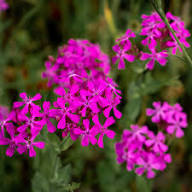 Pink Lychnis Chalcedonica Flower Seeds for Planting | Heirloom Non-GMO High Germination Organic Garden Seeds