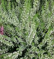 Weiße Heidekraut-Samen – Alte Sorte, gentechnikfrei, hohe Keimfähigkeit, Bio-Gartensamen zum Pflanzen