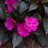 Purple Giant Impatiens Flower Seeds Heirloom Non-GMO High Germination Organic Garden Seeds for Planting