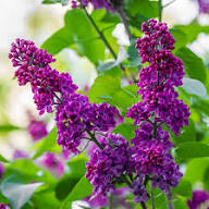 Purple Syringa Flower Seeds Heirloom Non-GMO High Germination Organic Garden Seeds for Planting