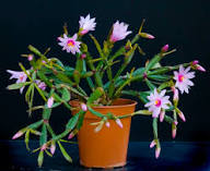 Hatiora Rosea Flower Seeds Pink Heirloom Non-GMO High Germination Organic Garden Seeds for Planting