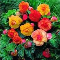 Tuberous Begonia Flower Seeds Heirloom Non-GMO High Germination Organic Garden Seeds for Planting