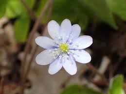 White Hepatica Nobilis Flower Seeds for Planting Heirloom Non-GMO High Germination Organic Garden Seeds