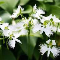 Radiata Flower Seeds White Heirloom Non-GMO High Germination Organic Garden Seeds
