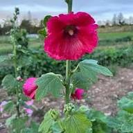 Pink Hollyhock Flower Seeds Heirloom Non-GMO High Germination Organic Garden Seeds for Planting