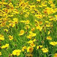 Yellow Coreopsis Lanceolata Flower Seeds – Heirloom, Non-GMO, High Germination Organic Garden Seeds