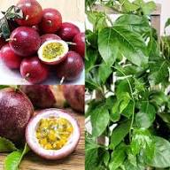 Mixed Passion Fruit Seeds – Heirloom, Non-GMO, High Germination Organic Garden