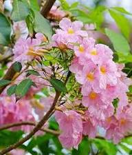 Tabebuia Rosea Seeds for Planting – Heirloom, Non-GMO, High Germination Organic Garden Seeds