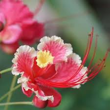 Pink Caesalpinia Flower Seeds – Heirloom, Non-GMO, High Germination Organic Garden Seeds for Planting