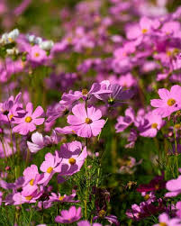 Cosmos Flower Seeds Pink for Planting – Heirloom Non-GMO High Germination Seeds