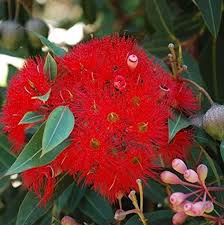 Red Corymbia Ficifolia Flower Seeds for Planting – Heirloom Non-GMO Garden Seeds