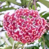 Red Carnosa Flower Seeds – Heirloom, Non-GMO, High Germination Organic Garden Seeds for Planting Seeds for Planting