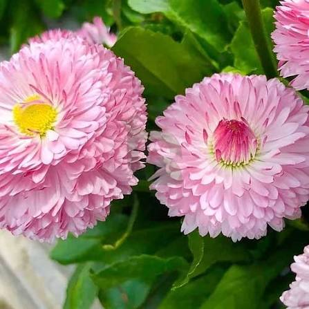 Daisy Double Monstrosa Bellis perennis Rose Pink Seeds for Planting | Heirloom Non-GMO