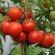 Tsifomandra Tomato Plant Seeds – Heirloom, Non-GMO, High Germination Organic Garden Seeds