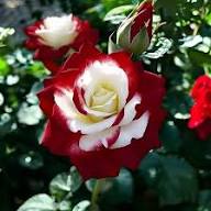 White Red Rose Flower Seeds for Planting – Heirloom Non-GMO High Germination Organic Garden Seeds