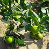 Organic Lemon Plant Seeds for Planting – Heirloom Non-GMO High Germination Organic Garden Seeds
