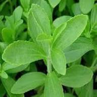 Seeds Stevia Heirloom Non-GMO High Germination Organic Garden Seeds