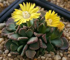 Yellow Titanopsis Flower Seeds Heirloom Non-GMO High Germination Organic Garden Seeds