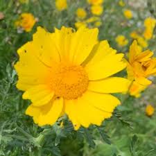 Yellow Marguerite Flower Seeds – Heirloom, Non-GMO, High Germination Organic Seeds