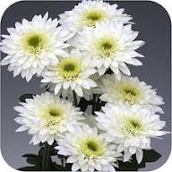 Perennial Chrysanthemum Flower Seeds White Heirloom Non-GMO High Germination Organic Garden Seeds for Planting