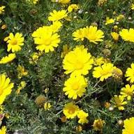 Yellow Glebionis Coronaria Flower Seeds – Heirloom, Non-GMO, High Germination Seeds