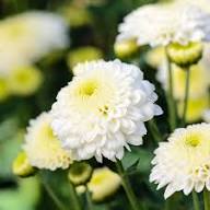 White Perennial Flower Seeds for Planting | Heirloom Non-GMO High Germination Organic Garden Seeds