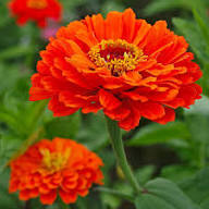 Orange Red Zinnia Flower Seeds for Planting – Heirloom Non-GMO High Germination Organic Garden Seeds