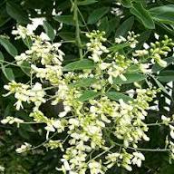 Nuevas Semillas de Flores de Styphnolobium para Plantar – Hereditarias, Sin OGM, de Alta Germinación, Semillas Orgánicas para Jardín