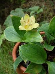 Tricyrtis Flower Seeds Yellow – Heirloom, Non-GMO, High Germination Organic Seeds