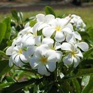 Plumeria Flower Seeds Green White – Heirloom Non-GMO High Germination Organic Garden Seeds