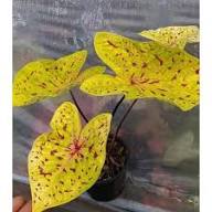 Yellow Caladium Flower Seeds for Planting – Heirloom, Non-GMO, High Germination Organic Garden Seeds