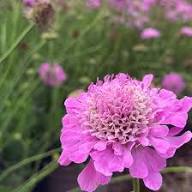 Pink Scabiosa Flower Seeds for Planting – Heirloom, Non-GMO High Germination Organic Garden Seeds