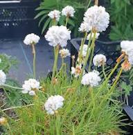 White Armeria Maritima Flower Seeds Heirloom Non-GMO High Germination Organic Garden Seeds