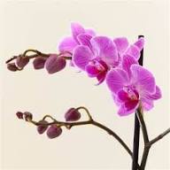 Semillas de flores de Phalaenopsis rosada – Orgánicas, cimientes, sin OMG, de alta germinación para sembrar en el jardín