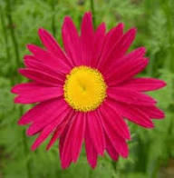 Red Pyrethrum Flower Seeds Heirloom Non-GMO High Germination Organic Garden Seeds for Planting