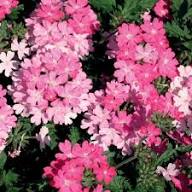 Semillas de Flor de Verbena Rosa para Jardinería – Herencia No-GMO Alta Germinación Semillas Orgánicas para Jardín