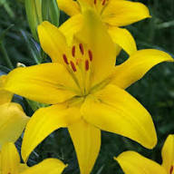 Yellow Erythronium Flower Seeds – Heirloom Non-GMO High Germination Organic Seeds