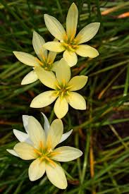 Yellow White Erythronium Idahoense Seeds for Planting | Heirloom Non-GMO Organic