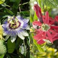 Mixed Passion Passiflora Flower Seeds – Heirloom, Non-GMO, High Germination Seeds