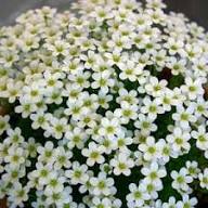 White Saxifraga Flower Seeds – Heirloom, Non-GMO, High Germination Organic Garden Seeds for Planting