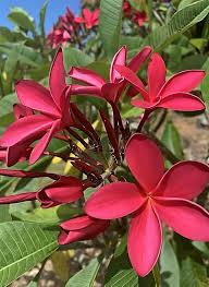 Pink Frangipani Flower Seeds – Heirloom, Non-GMO High Germination Seeds for Planting | Organic Garden Seeds