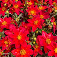 Red Bidens Flower Seeds Heirloom Non-GMO High Germination Organic Garden Seeds for Planting