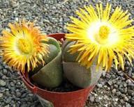 Pleiospilos Nelii Flower Seeds – Heirloom, Non-GMO, High Germination Organic Garden Seeds for Planting Seeds for Planting