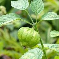 Green Tomatillo Seeds for Planting – Heirloom Non-GMO High Germination Organic Garden Seeds