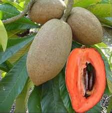 Mamey-Samen Braun Erbstück GVO-frei Hohe Keimrate Bio-Gartensamen zum Pflanzen