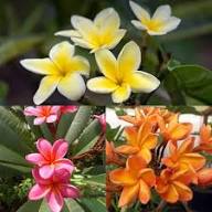 Mixed Plumeria Rubra Flower Seeds – Heirloom, Non-GMO, High Germination Organic Garden Seeds for Planting Seeds for Planting