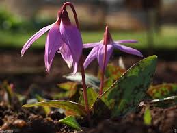Pink Erythronium Dens Flower Seeds Heirloom Non-GMO High Germination Organic Garden Seeds for Planting