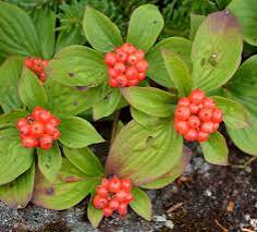 Bunchberry Fruit Seeds for Planting – Heirloom Non-GMO Seeds, High Germination Organic Garden Seeds