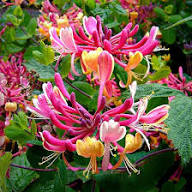 Pink Honeysuckle Flower Seeds Heirloom Non-GMO High Germination Organic Garden Seeds for Planting